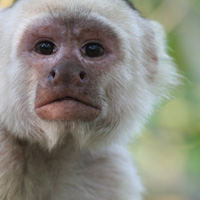 picture to open -COSTA RICA monkey business (2011)-